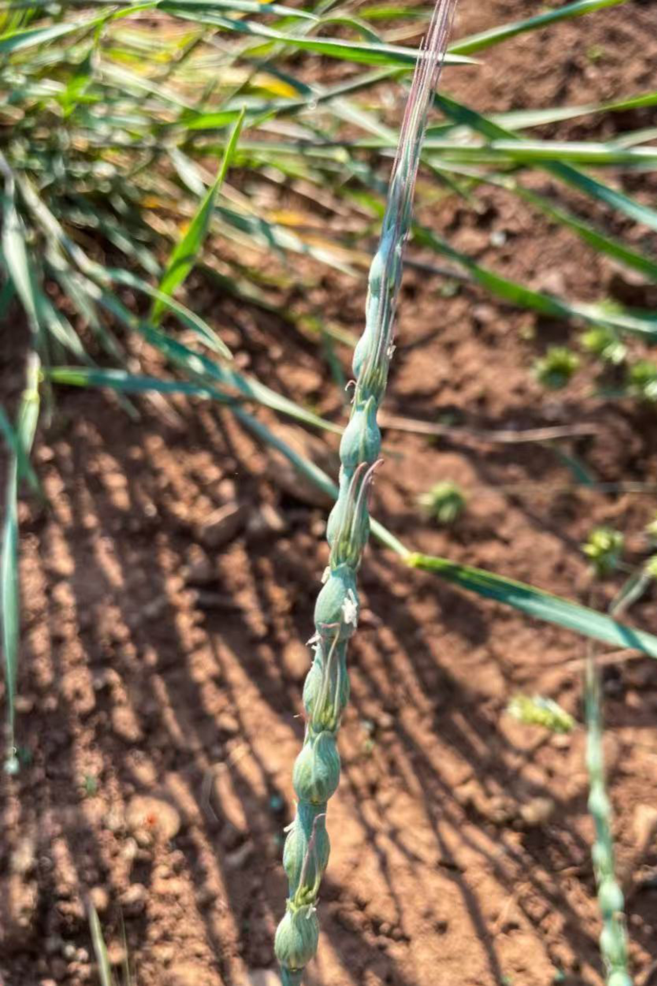 Aegilops ventricosa